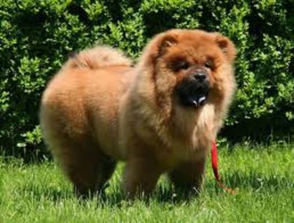 images (7) - chow chow