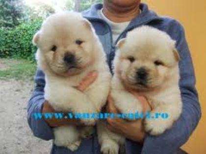 images (11) - chow chow