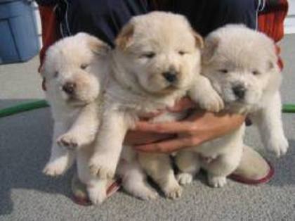 images (12) - chow chow