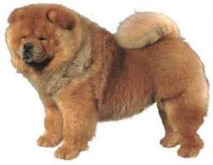 images (13) - chow chow