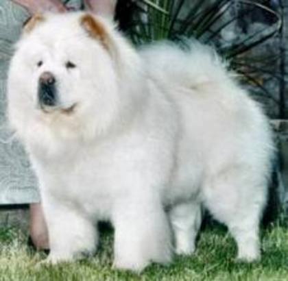 images (14) - chow chow