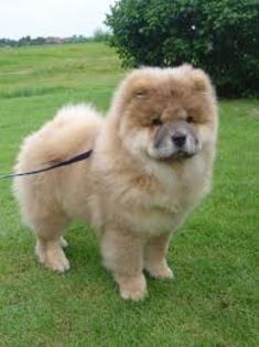 images (15) - chow chow