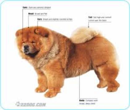 images (16) - chow chow
