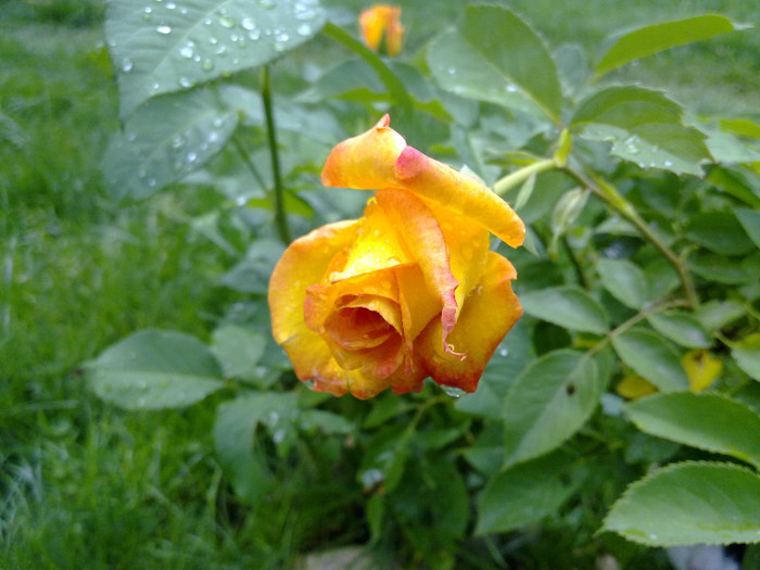 20.05.trandafirul meu preferat - VARA 2012