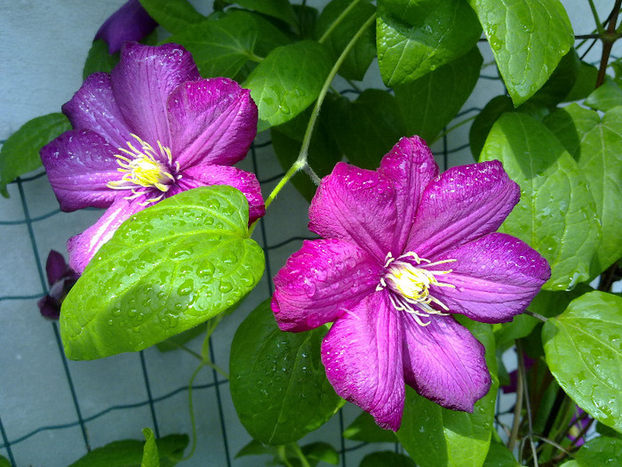 clematis - VARA 2012