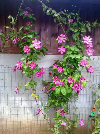 una dintre cele 4 clematis