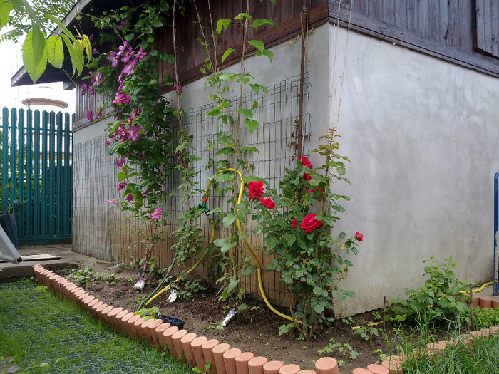 4 clematis, trandafir si iasomie - VARA 2012