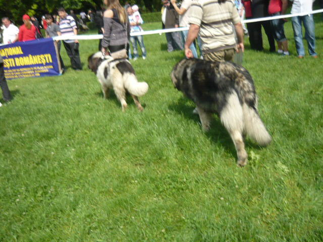 P1010405 - Targoviste Mai 2012