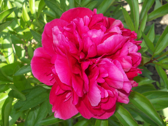 bujor (paeonia officinalis)