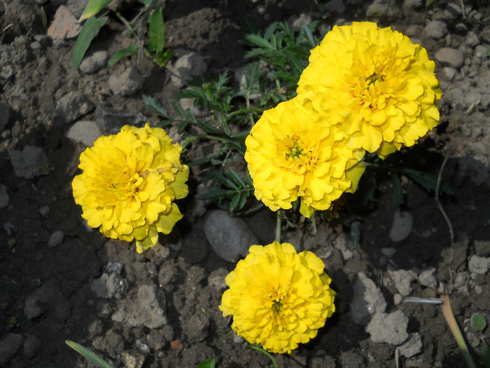 crăiţe (tagetes erecta) - Plante