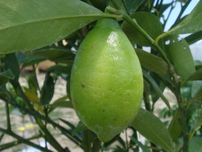 Limequat - POMI CITRICI