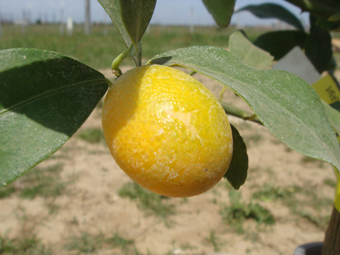 Kumquat - POMI CITRICI