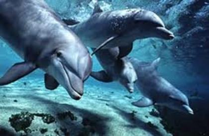 images (10) - Poze delfinii