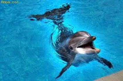 images (11) - Poze delfinii