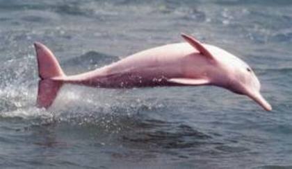 images (19) - Poze delfinii