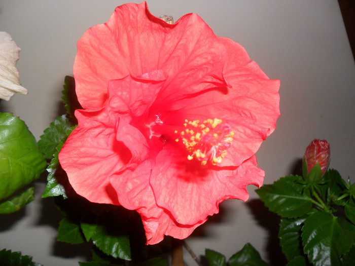 Hibiscus Sunni Cities Bordeaux