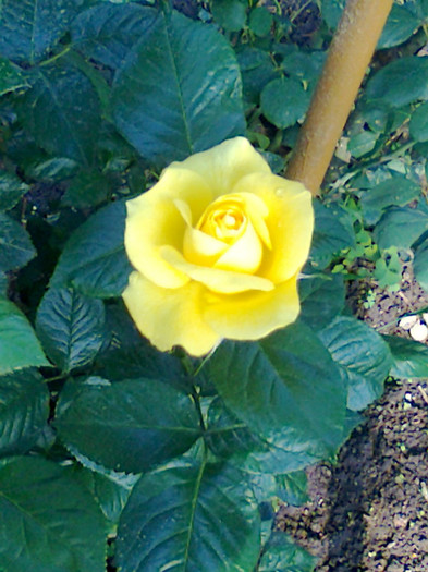 Fotografie0081 - 2012 infloresc trandafirii