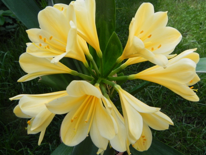 Butter Yellow - CLIVIA