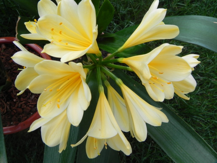 Butter Yellow - CLIVIA