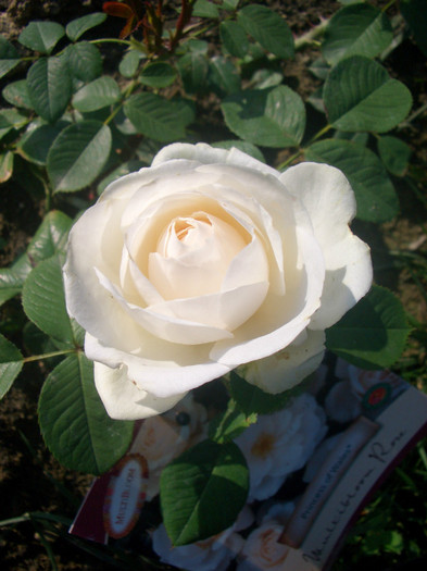 Princess of Wales (Princesse de Galles - floribunda, Harkness, 1997) - trandafiri 2012