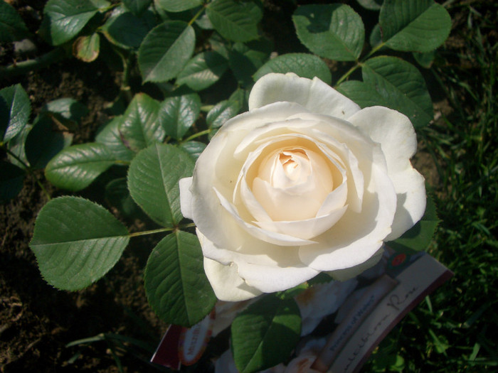CIMG5113 - trandafiri 2012