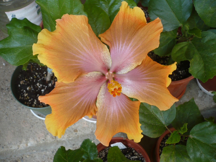 P1130806