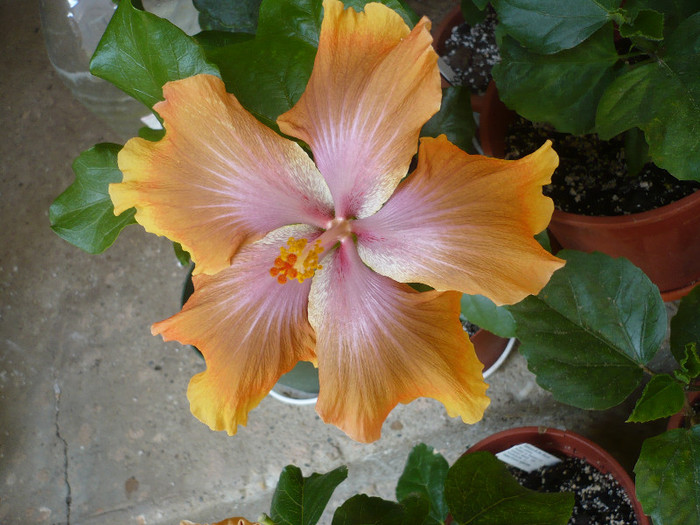 P1130807