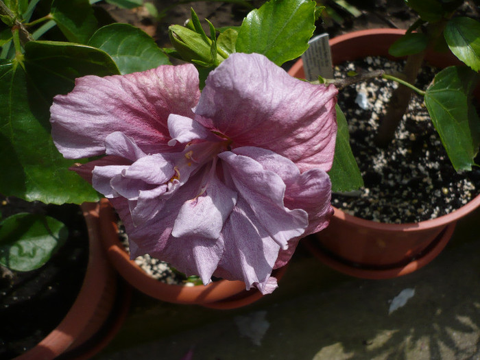 P1130809