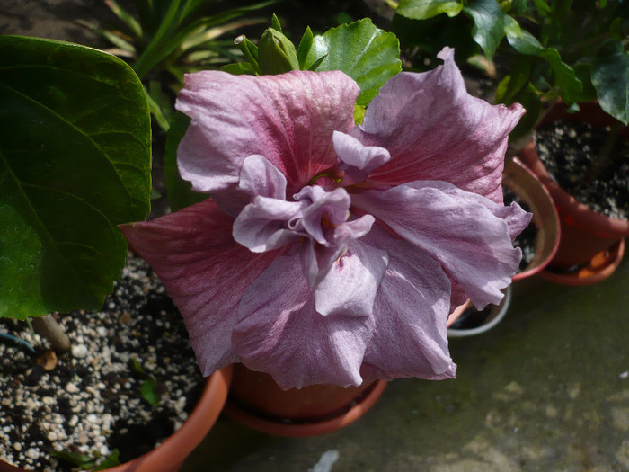 P1130810