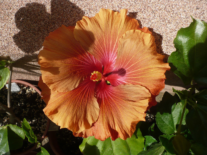 P1130815
