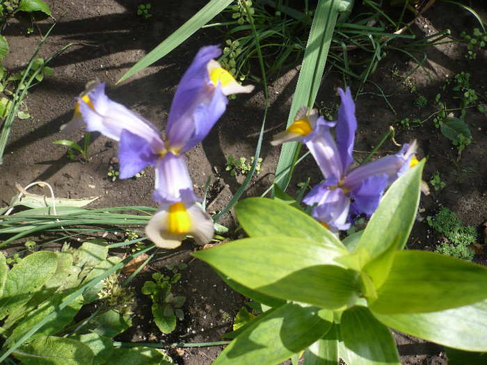 21.05.2012 - GRADINA 2012