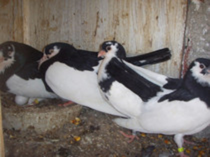 40970436_NSWTXNJDQ[1]