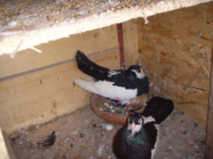 40970535_GDKZDNQOR[1]