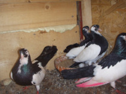 40970530_NBLTRQOTQ[1]