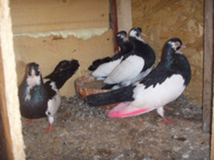 40970532_QZBFXDMHY[1]