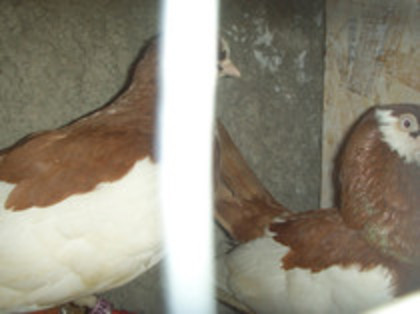 40970884_VGAUXAWDX[1] - Jucator pag de Iasi