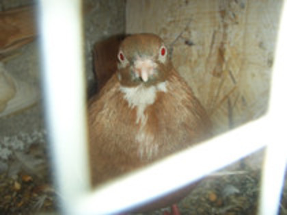 40970894_XVISNCWEK[1] - Jucator pag de Iasi