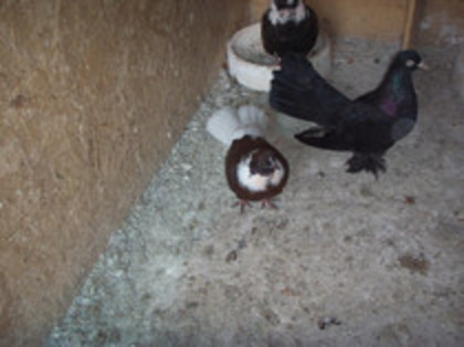 40971871_FQPCUTAZP[1]