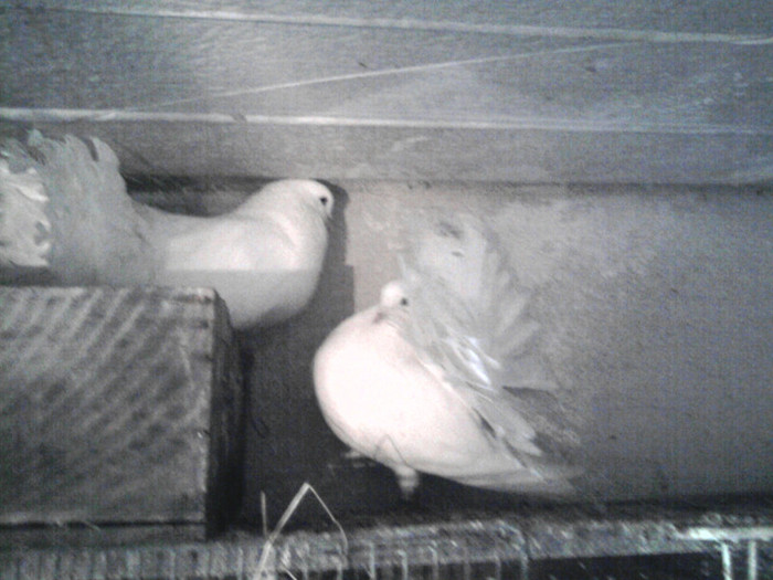 Fotografie2348 - Perechi 2012