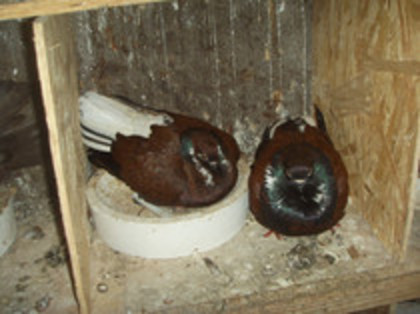 40973100_BMYQCFWWZ[1]