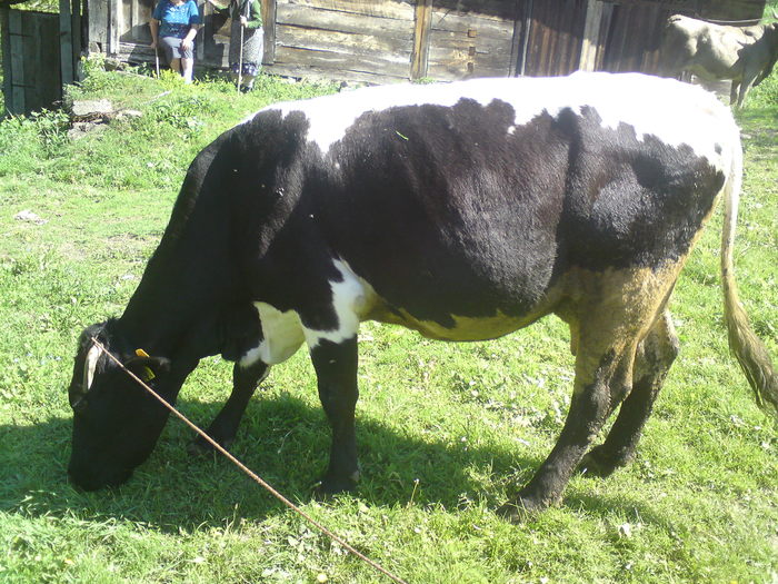 vaca de dorna - animale diverse