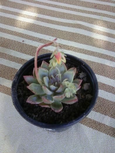 Echeveria prolifica - Suculente