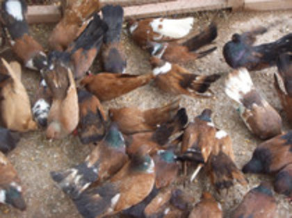 40974528_ESJWOZSQH[1]