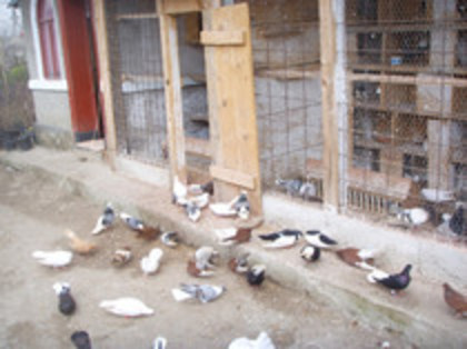 40974700_IUFCNQNDH[1] - Jucator pag de Iasi