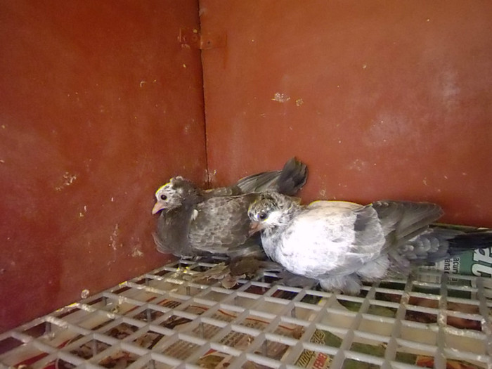 Picture 003; PUI 2012
