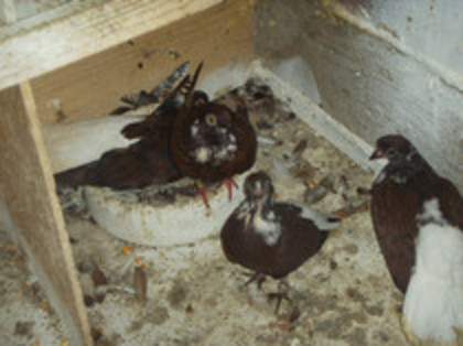 41091365_DQEJCDKEQ[1]