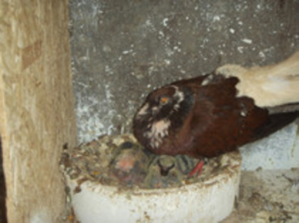 71997256_SWVGDRL3[1]