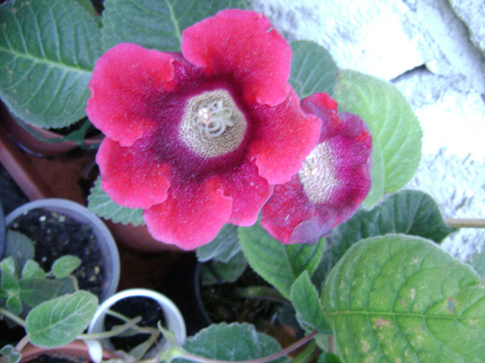 DSC08743 - gloxinii 2012