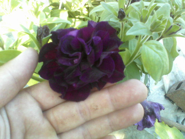 P20-05-12_18.45 - Florile mele