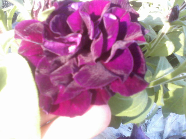 P20-05-12_18.46[1] - Florile mele